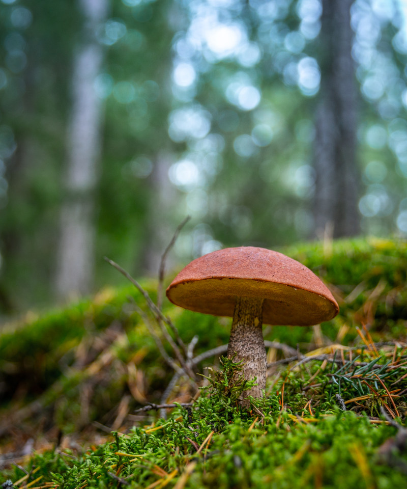 棕色蘑菇在地面Brown Mushroom On Ground-在户外,宏,牛肝菌属,真菌,羊肚菌,莫斯,蘑菇-海量高质量免版权图片素材-设计师素材-摄影图片-mitapix-美塔图像