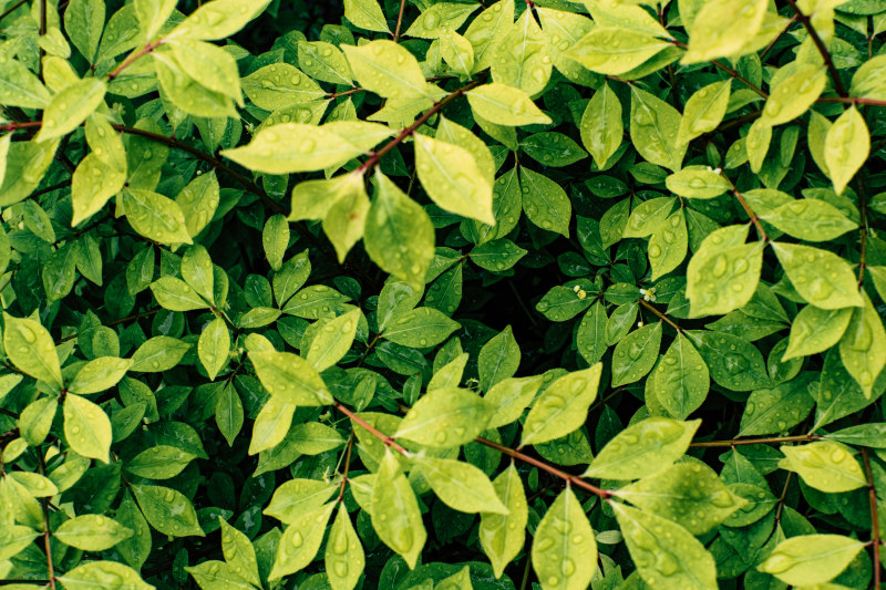 绿叶植物|叶子,户外,新鲜度,明亮,植物,水滴,特写,环境,生长,绿色,自然,色彩-海量高质量免版权图片素材-设计师素材-摄影图片-mitapix-美塔图像