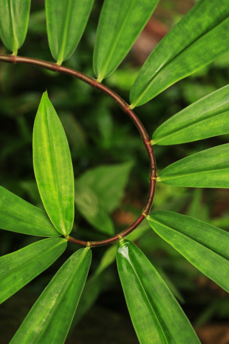 绿色植物|叶子,形式,户外,新鲜,明亮,植物,植物学,特写,环境,生态,生长,绿色,自然,色彩,花园-海量高质量免版权图片素材-设计师素材-摄影图片-mitapix-美塔图像