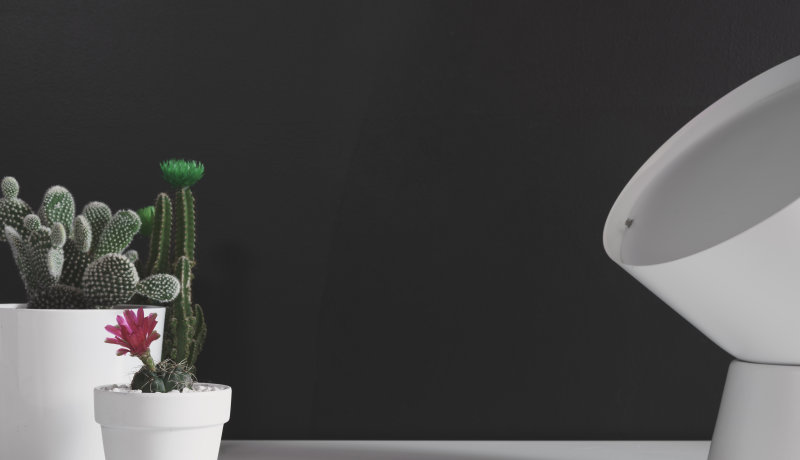 两个白花盆Two White Flower Pots|botanical,cacti,cactus,cactus plants,cactuses,closeup,Colors,Design,Flora,flowering cacti,flowering plants,Flowers,Focus,green,Growth,houseplants,indoor plants,indoors,interior,plants,pot plants,pots,potted plant,prickly,sharp,spikes,succulent,succulent plants,succulents,thorns,仙人掌,仙人掌植物,在室内,增长,多刺,多肉植物,室内,室内植物,开花仙人掌,开花植物,植物,植物群,焦点,特写,盆,盆栽植物,穗状花序,绿色,荆棘,设计,锋利,颜色,鲜花-海量高质量免版权图片素材-设计师素材-摄影图片-mitapix-美塔图像