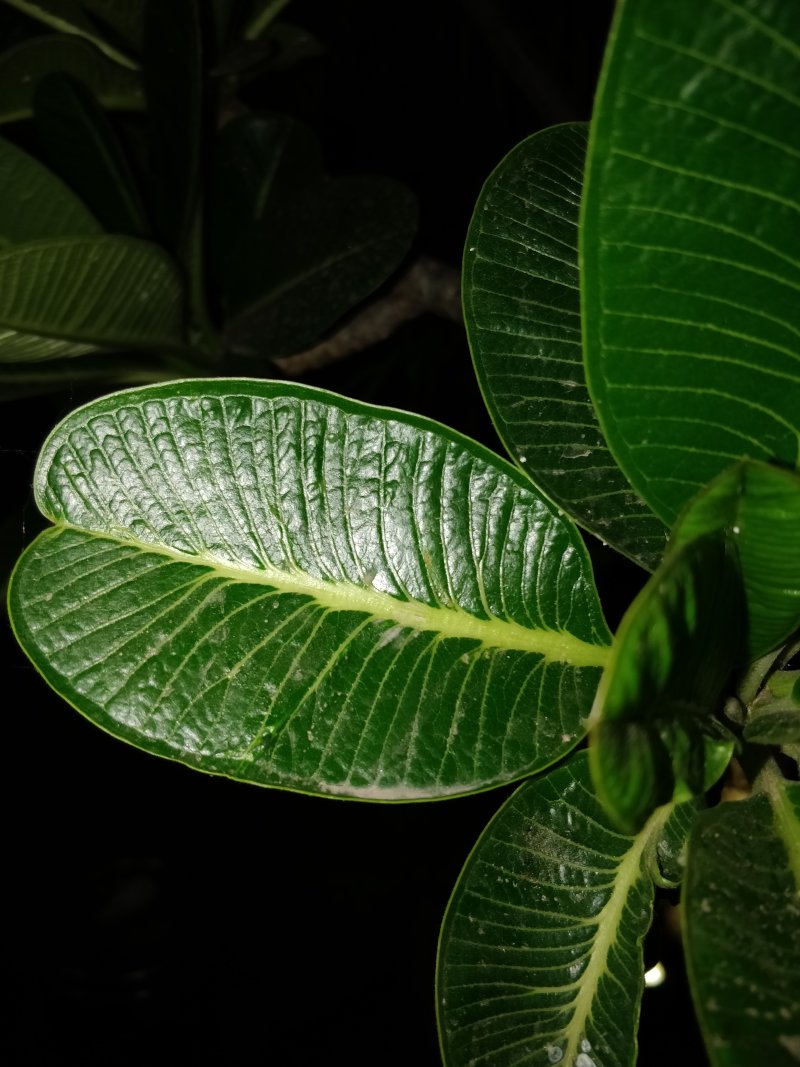 有黑色背景的绿叶植物|叶子,夜景,新鲜度,植物,植物区系,植物学,深绿色,深绿色植物,特写,环境,绿叶,绿色,绿色植物,自然-海量高质量免版权图片素材-设计师素材-摄影图片-mitapix-美塔图像