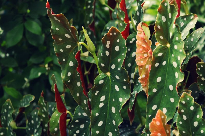 芋叶植物特写照片|叶子,园林植物,圆点,户外,植物,植物学,深绿色,特写,生长,绿色,绿色植物,花园,颜色-海量高质量免版权图片素材-设计师素材-摄影图片-mitapix-美塔图像