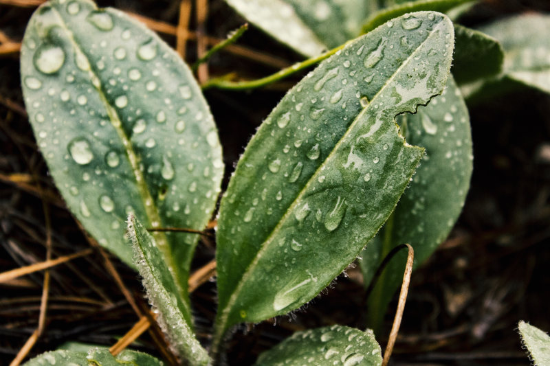 带雨滴绿叶|H2O,户外,新鲜度,树叶,植物,水,水滴,潮湿,特写,环境,生长,绿色,色彩,花园,露水-海量高质量免版权图片素材-设计师素材-摄影图片-mitapix-美塔图像