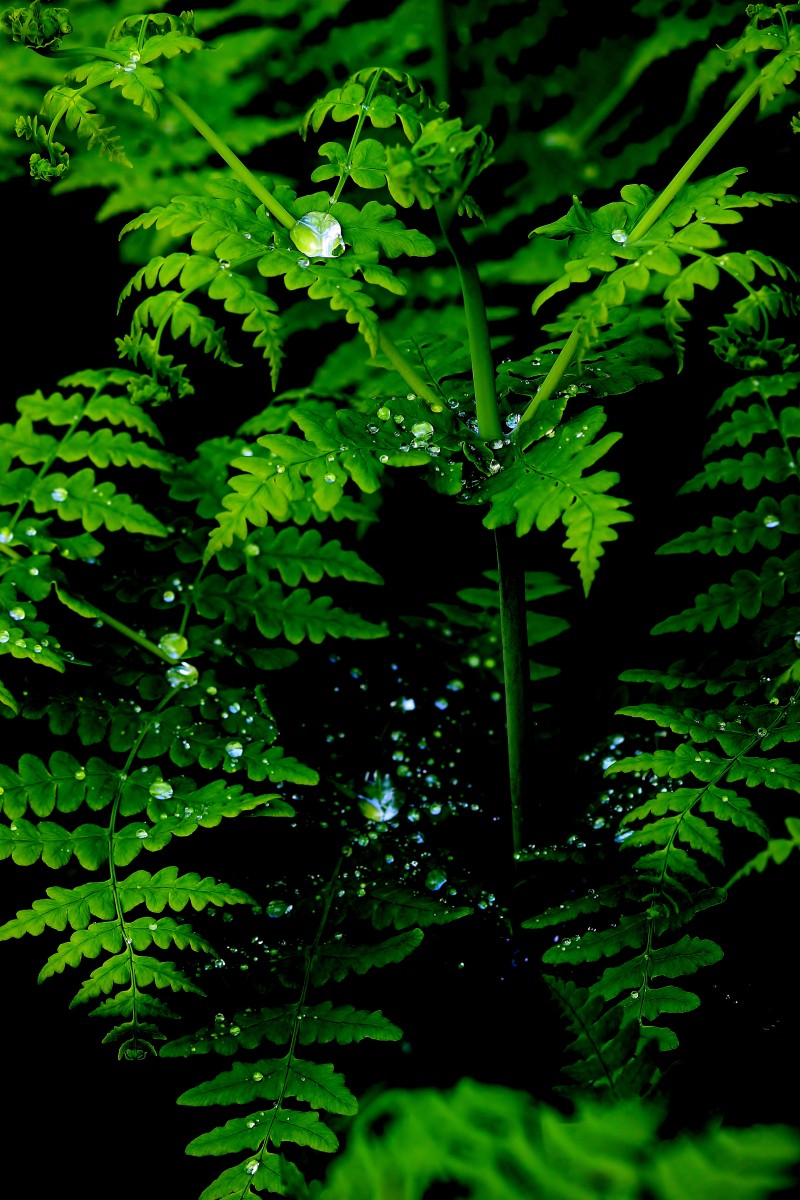 绿叶植物|叶子,夏天,户外,新鲜度,明亮,树枝,植物,植物群,特写,环境,生长,绿色,自然,花园,蕨类植物,蕨类植物的叶子,雨,露珠,颜色-海量高质量免版权图片素材-设计师素材-摄影图片-mitapix-美塔图像