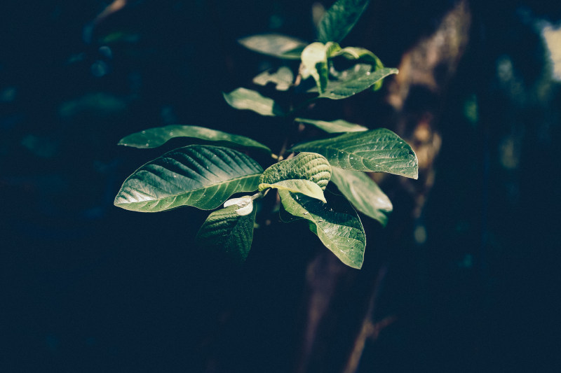 选择性聚焦摄影绿叶植物|叶子,树枝,植物区系,特写,绿叶,绿色,绿色植物,颜色-海量高质量免版权图片素材-设计师素材-摄影图片-mitapix-美塔图像