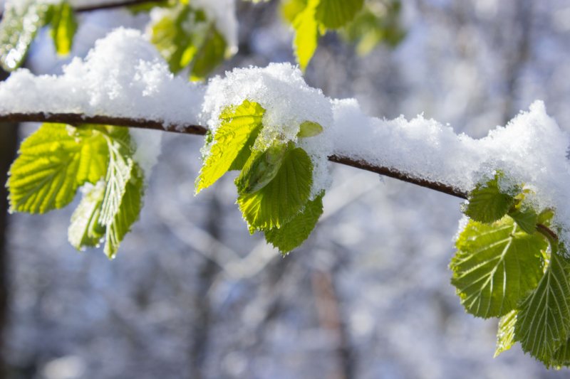 白天树枝上覆盖着积雪的叶子|冬天,景深,树叶,树枝,特写,自然,雪,雪盖,霜冻-海量高质量免版权图片素材-设计师素材-摄影图片-mitapix-美塔图像