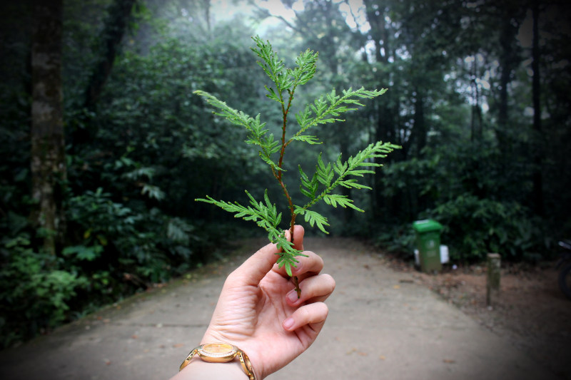 持有绿叶植物的人|公园,叶子,夏天,户外,手,新鲜度,旅行,日光,树木,树枝,植物群,环境,生态,生长,绿色,蕨类植物,道路,颜色,风景-海量高质量免版权图片素材-设计师素材-摄影图片-mitapix-美塔图像