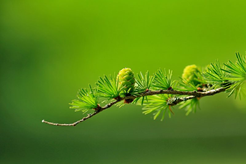 绿色植物叶|HD壁纸,大,松科,树叶,树枝,绿色,自然,针叶树-海量高质量免版权图片素材-设计师素材-摄影图片-mitapix-美塔图像