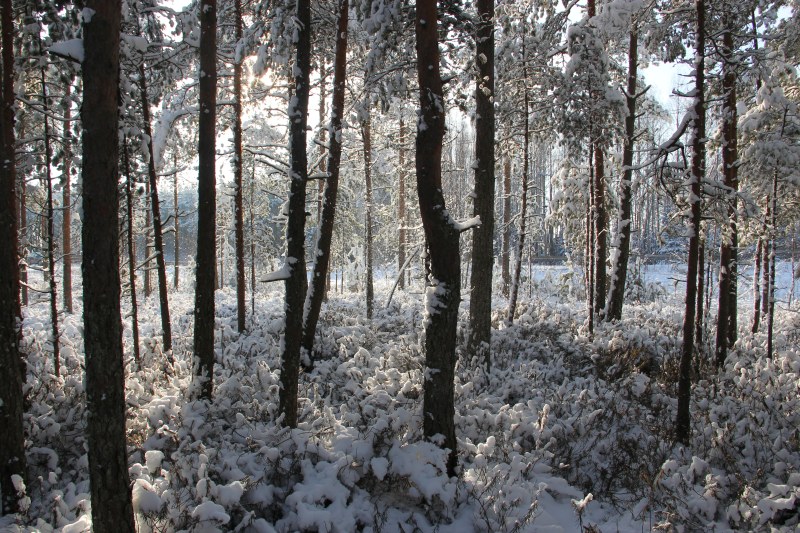 雪覆盖的森林照片|公园,冬天,冰冻,天气,季节,寒冷,户外,树木,树林,树枝,森林,环境,白天,自然,雪,霜冻,风景-海量高质量免版权图片素材-设计师素材-摄影图片-mitapix-美塔图像