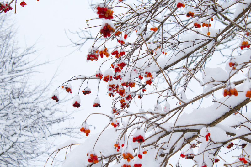 橙花无叶乔木的低角度拍摄|下雪的,冬天,天气,季节的,寒冷的,树,树枝,白雪覆盖的,结冰的,雪-海量高质量免版权图片素材-设计师素材-摄影图片-mitapix-美塔图像