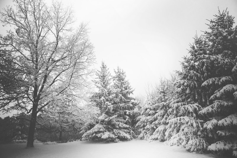 雪覆盖的树木Snow Covered Trees|branches,landscape,snow,Trees,winter,冬天,分支机构,树木,雪景,风景-海量高质量免版权图片素材-设计师素材-摄影图片-mitapix-美塔图像