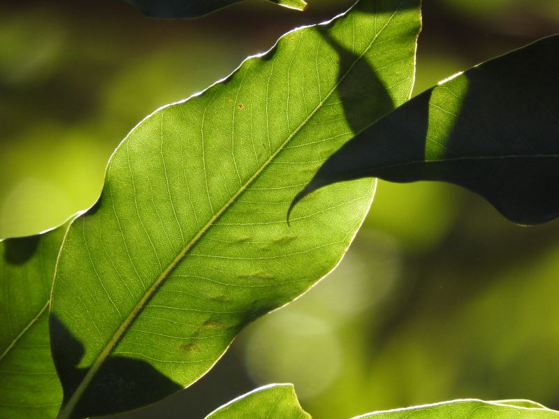 绿叶选择性对焦摄影|叶子,户外,新鲜,明亮,植物,清新,特写,生长,绿色,色彩,花园-海量高质量免版权图片素材-设计师素材-摄影图片-mitapix-美塔图像