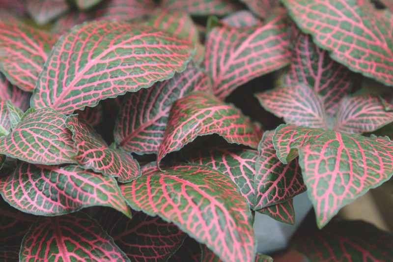 栗色和绿叶焦点的照片Maroon and Green Leaves on Focus Photo|叶子,增长,明亮的,植物,模式,焦点,特写镜头,生活,自然,颜色-海量高质量免版权图片素材-设计师素材-摄影图片-mitapix-美塔图像