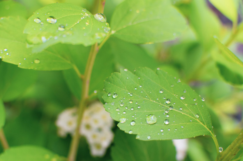 绿叶上的水滴Water Droplets on Green Leaves|bright,closeup,daytime,dew,dewdrops,droplets,environment,fresh,freshness,Garden,green,Growth,Leaves,liquid,natural,nature,outdoors,plant,Water,Waterdrops,wet,叶子,增长,户外,新鲜,明亮,植物,水,水滴,液体,湿,特写,环境,白天,绿色,自然,花园,露水,露珠-海量高质量免版权图片素材-设计师素材-摄影图片-mitapix-美塔图像