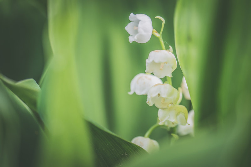 盛开的白色花瓣花|彩色的,户外的,明亮的,白色的,花,花瓣-海量高质量免版权图片素材-设计师素材-摄影图片-mitapix-美塔图像