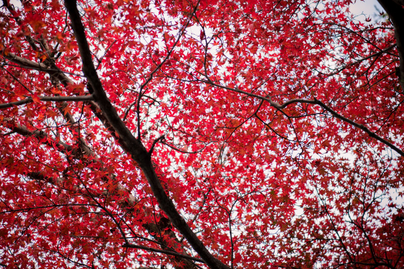 Red-leafed树Red-leafed Tree|低角度摄影,叶子,在户外,增长,日光,明亮的,树,树枝,环境,自然,颜色-海量高质量免版权图片素材-设计师素材-摄影图片-mitapix-美塔图像