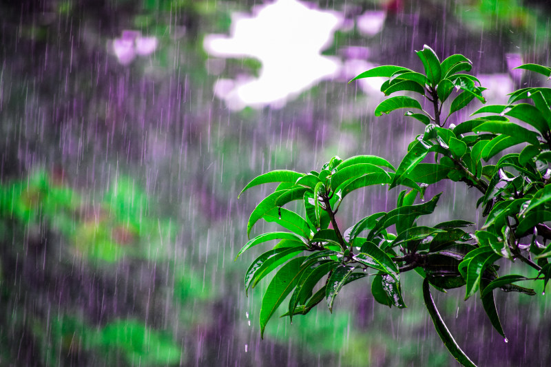 绿柱石绿叶植物雨中选择性对焦照片|下雨,倾盆大雨,叶子,户外,明亮,木材,树木,植物,水,水滴,潮湿,热带,环境,生长,绿色,自然,花园,选择性集中,雨天,雨季-海量高质量免版权图片素材-设计师素材-摄影图片-mitapix-美塔图像