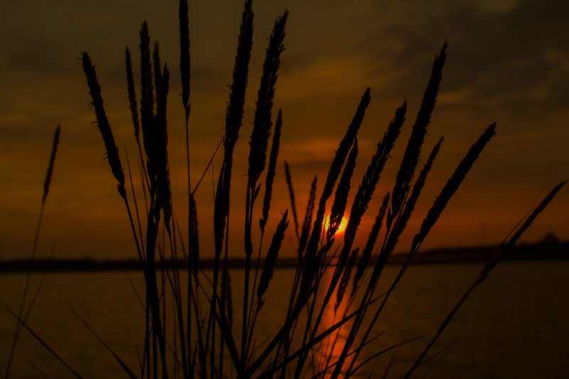 黑草|剪影,户外,日出,日落,湖泊,灌木,芦苇,草地,黄昏,黎明-海量高质量免版权图片素材-设计师素材-摄影图片-mitapix-美塔图像