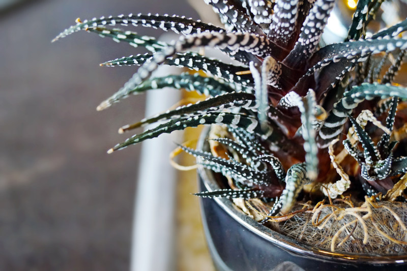 特写照片的绿色斑马仙人掌植物Closeup Photo of Green Zebra Cactus Plant|cactus,cactus plant,closeup,color,Decoration,Flora,green,Green Plant,house plant,houseplant,Light,outdoors,pattern,plant,potted plant,prickly,succulent,succulent plant,texture,仙人掌,仙人掌植物,光,多刺,多汁,室内植物,户外,房子植物,植物,植物群,模式,特写,盆栽植物,绿色,绿色的植物,肉质植物,装饰,质地,颜色-海量高质量免版权图片素材-设计师素材-摄影图片-mitapix-美塔图像