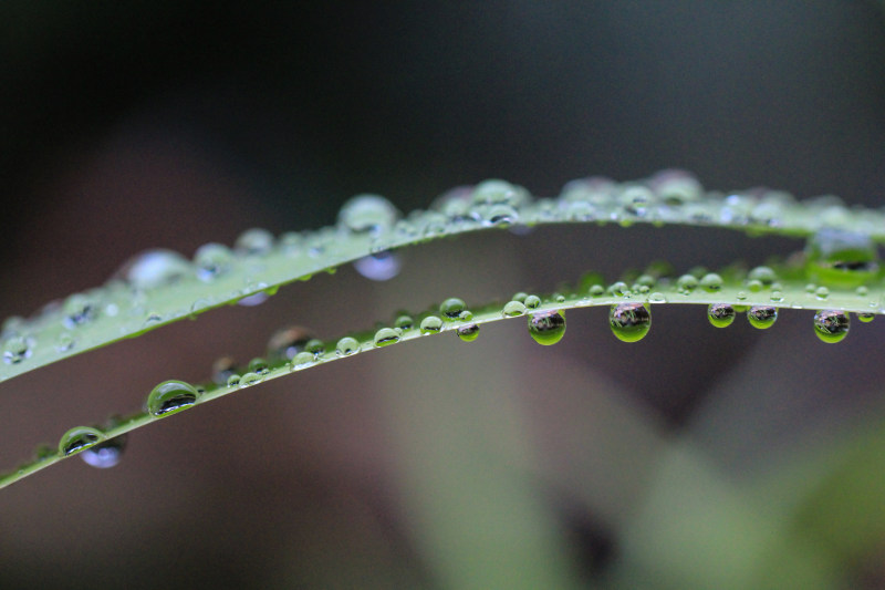 水滴特写照片|叶子,图案,宏观,植物,水,水滴,液体,清洁,清澈,湿,特写,环境,生长,绿色,自然,草,雨水,雨滴,露水-海量高质量免版权图片素材-设计师素材-摄影图片-mitapix-美塔图像