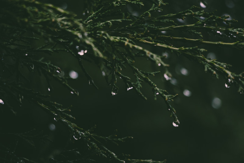 草露特写|H2O,宏观,室外,小滴,新鲜,植物,水,水滴,液体,清新,清洁,湿,滴滴,焦点,特写,环境,纯净,绿色,自然,花园,雨,雨滴,露珠,黎明-海量高质量免版权图片素材-设计师素材-摄影图片-mitapix-美塔图像