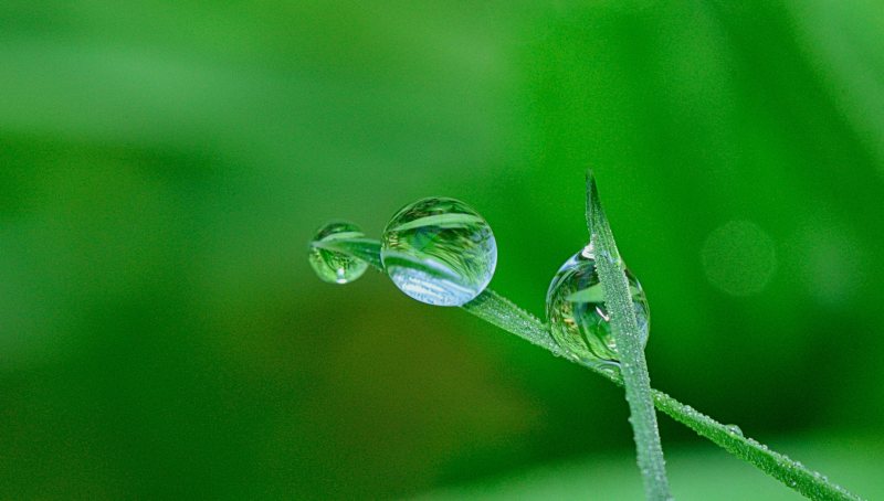 清除近距离露水|叶子,植物,水,水分,水滴,液体,清澈,湿润,特写,环境,生长,绿色,自然,草,露珠-海量高质量免版权图片素材-设计师素材-摄影图片-mitapix-美塔图像