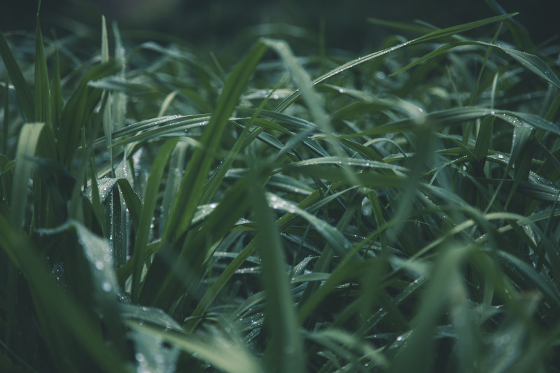 绿草浅焦照片-宏观,户外,植物,水,水滴,清新,潮湿,焦点,特写,环境,生长,绿色,自然,色彩,花园,茂盛,草,露珠-海量高质量免版权图片素材-设计师素材-摄影图片-mitapix-美塔图像