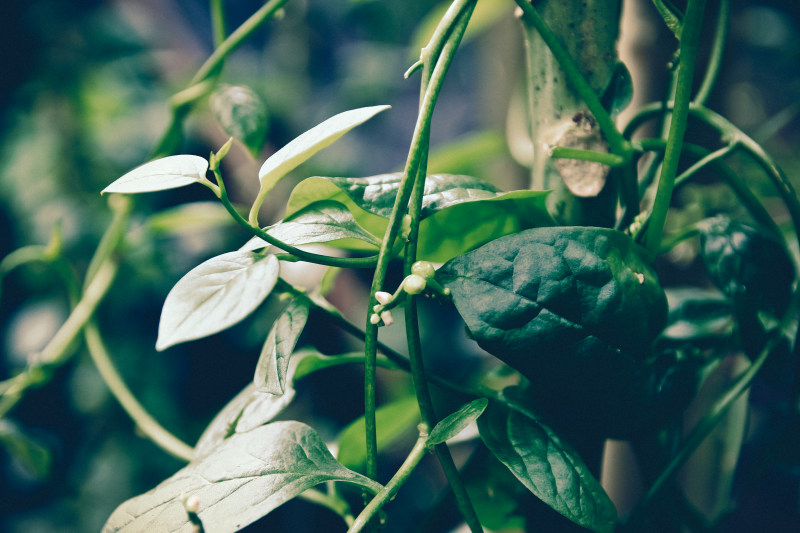 绿色蔬菜焦点照片|叶子,植物,特写,绿叶,绿色,绿色植物,颜色-海量高质量免版权图片素材-设计师素材-摄影图片-mitapix-美塔图像