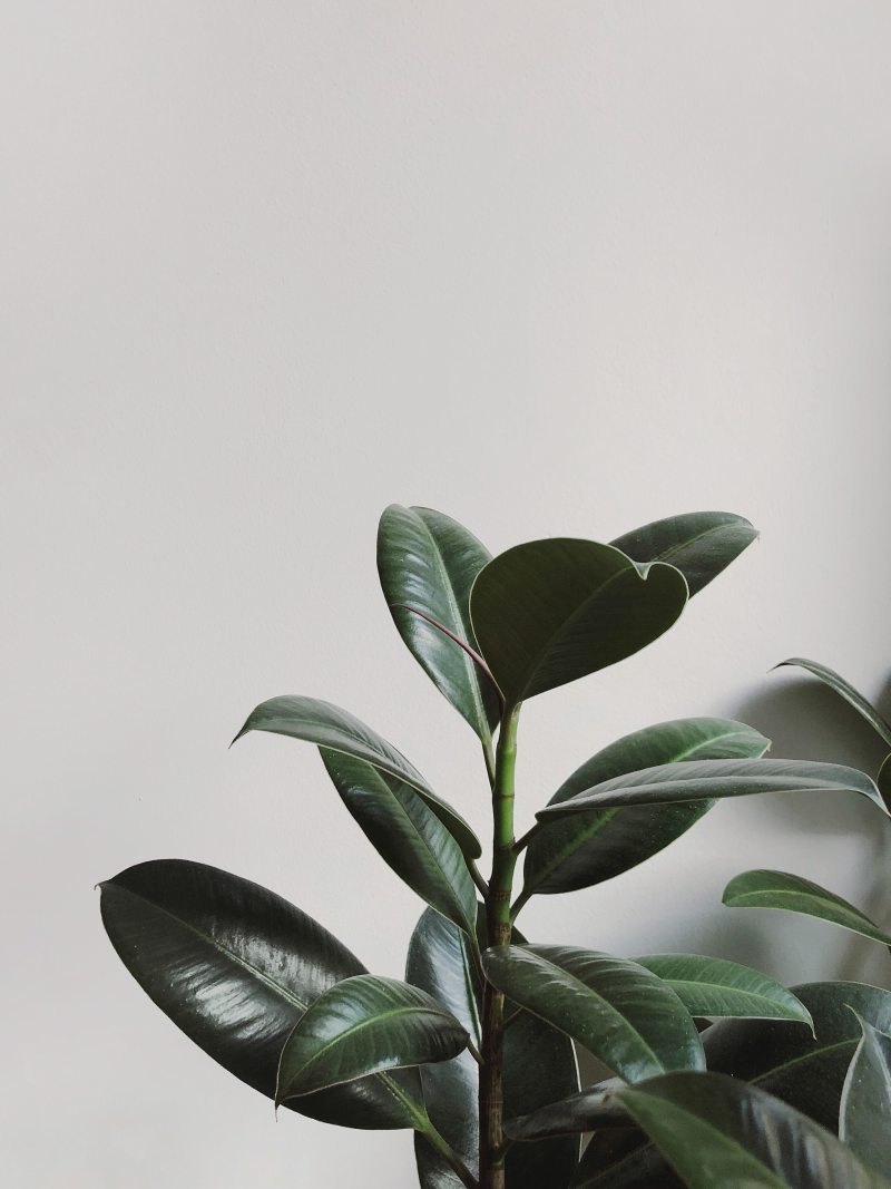 橡胶厂特写镜头摄影Closeup Photography of Rubber Plant|closeup,color,fresh,freshness,green,Growth,houseplant,Leaves,plant,stem,white background,叶子,室内植物,成长,新鲜,植物,特写镜头,白色背景,绿色,词根,颜色-海量高质量免版权图片素材-设计师素材-摄影图片-mitapix-美塔图像