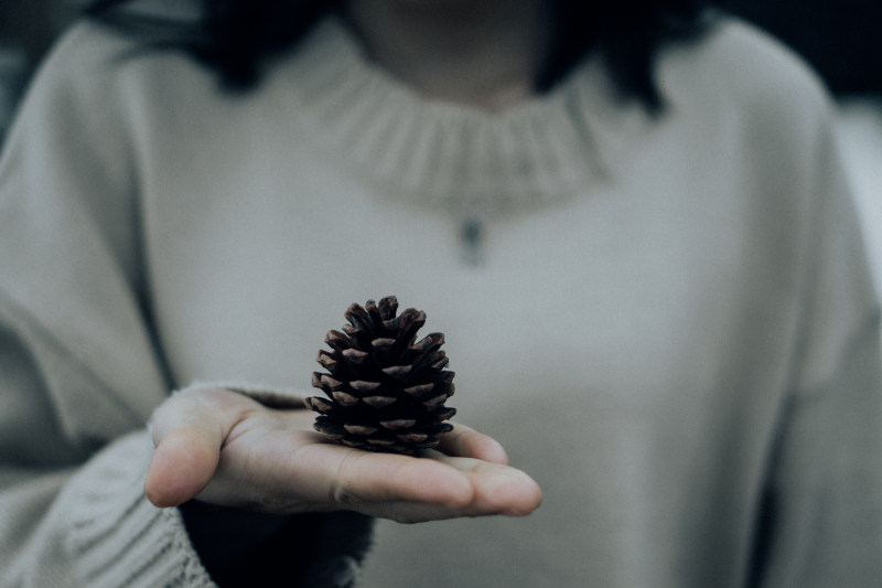 特写照片的人拿着松果Close-up Photo of Person Holding Pine Cone|Close-up,conifer cone,Hand,holding,pine cone,selective focus,举行,手,松果,特写镜头,选择性焦点,针叶树锥-海量高质量免版权图片素材-设计师素材-摄影图片-mitapix-美塔图像