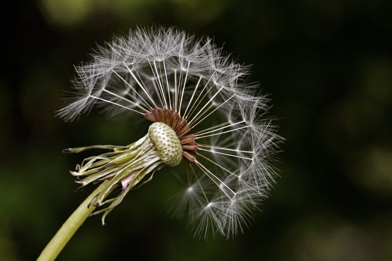 白蒲公英|宏观,植物,特写镜头,自然,花,蒲公英-海量高质量免版权图片素材-设计师素材-摄影图片-mitapix-美塔图像