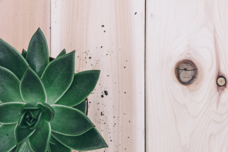 绿色多汁植物特写镜头照片CloseUp Photo of Green Succulent Plant|closeup,dark green,decor,Decoration,Design,houseplant,indoor plants,Leaves,pattern,pot,potted plant,succulent,succulent plant,texture,wooden surface,叶子,多汁植物,室内植物,木表面,样式,深绿,特写镜头,盆的植物,纹理,罐,装饰,设计-海量高质量免版权图片素材-设计师素材-摄影图片-mitapix-美塔图像