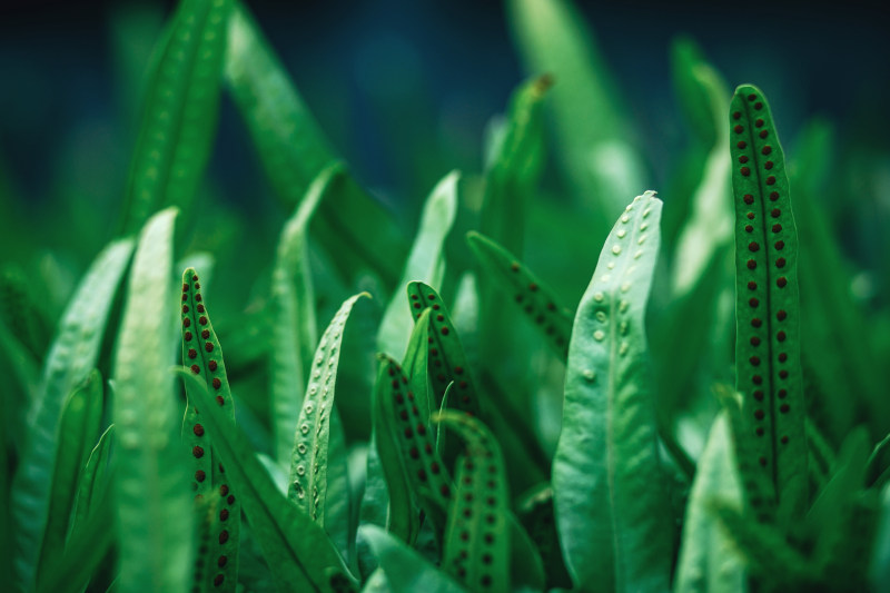 绿叶植物特写摄影|叶子,宏,植物,特写,生长,细节,绿色,草,蕨类植物-海量高质量免版权图片素材-设计师素材-摄影图片-mitapix-美塔图像