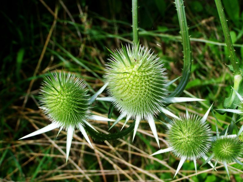 关闭环境字段|刺,叶子,夏天,多刺,季节,户外,植物,植物区系,特写镜头,环境,生长,田野,种子,穗,自然,花,花园,草,蓟,野花,锋利-海量高质量免版权图片素材-设计师素材-摄影图片-mitapix-美塔图像