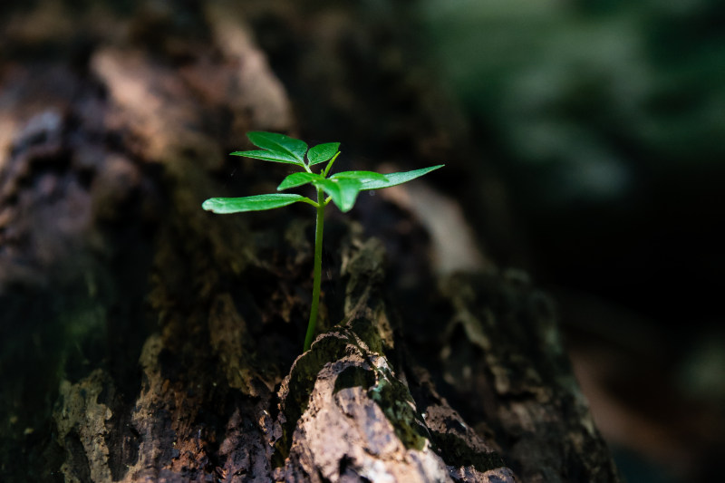 树干上绿色植物幼苗的选择性聚焦照片|叶子,土壤,地面,小,成熟,户外,植物,植物区系,特写镜头,环境,生命,生长,自然,芽-海量高质量免版权图片素材-设计师素材-摄影图片-mitapix-美塔图像