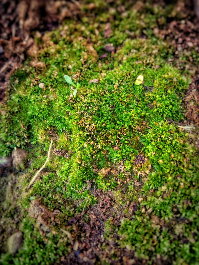 绿苔浅焦照片|叶子,土壤,地衣,地面,夏天,成熟,户外,木材,植物区系,模式,特写镜头,环境,生长,真菌,自然,花园,苔藓,质地-海量高质量免版权图片素材-设计师素材-摄影图片-mitapix-美塔图像