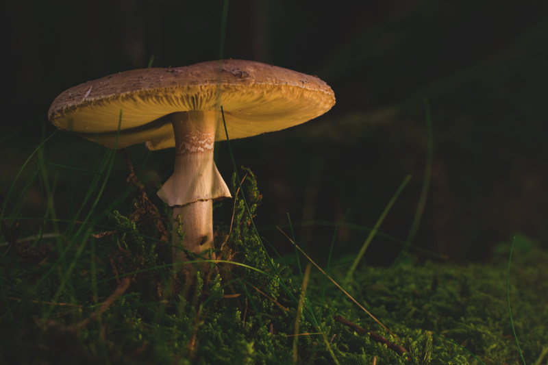 被草包围的褐色真菌|巨人,毒蕈,特写镜头,真菌,苔藓,草,蘑菇-海量高质量免版权图片素材-设计师素材-摄影图片-mitapix-美塔图像