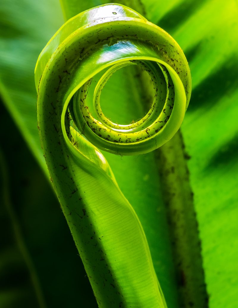 绿叶植物特写摄影|叶子,宏观,植物,特写,绿色-海量高质量免版权图片素材-设计师素材-摄影图片-mitapix-美塔图像