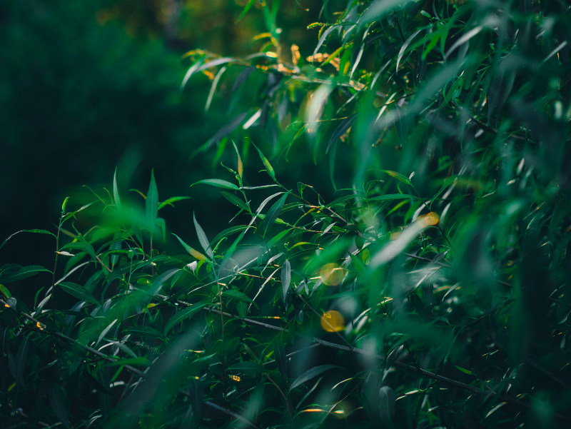 日间绿叶植物|叶子,树,植物,特写,绿色,自然-海量高质量免版权图片素材-设计师素材-摄影图片-mitapix-美塔图像