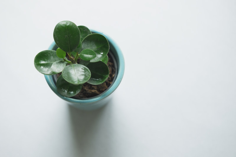 关闭生长叶片|叶子,小的,植物,特写,生长,盆栽植物,顶视图-海量高质量免版权图片素材-设计师素材-摄影图片-mitapix-美塔图像