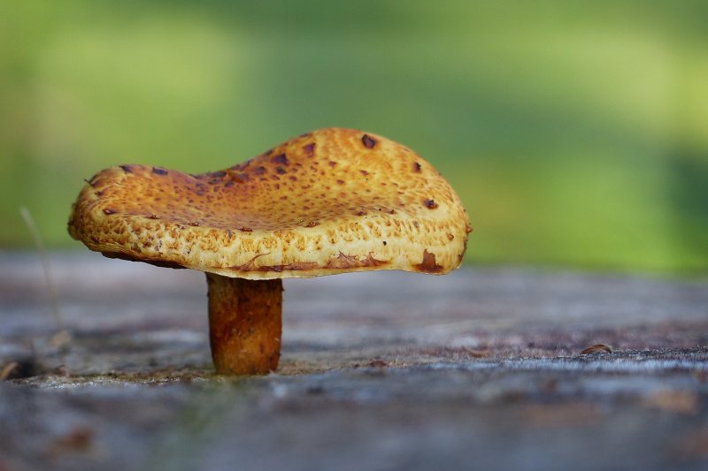 褐蘑菇|免版税图片,宏,户外,毒蕈,特写,蘑菇-海量高质量免版权图片素材-设计师素材-摄影图片-mitapix-美塔图像