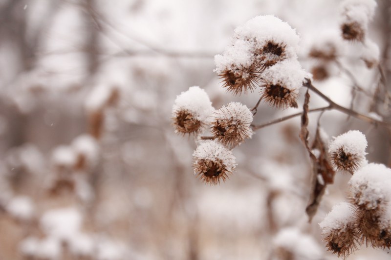 植物选择性对焦摄影|下雪,冬天,宏观,特写,白雪皑皑,雪-海量高质量免版权图片素材-设计师素材-摄影图片-mitapix-美塔图像