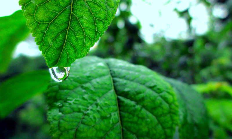 特写水滴绿色|大自然,树叶,水滴,特写镜头,绿色,雨,雨滴-海量高质量免版权图片素材-设计师素材-摄影图片-mitapix-美塔图像