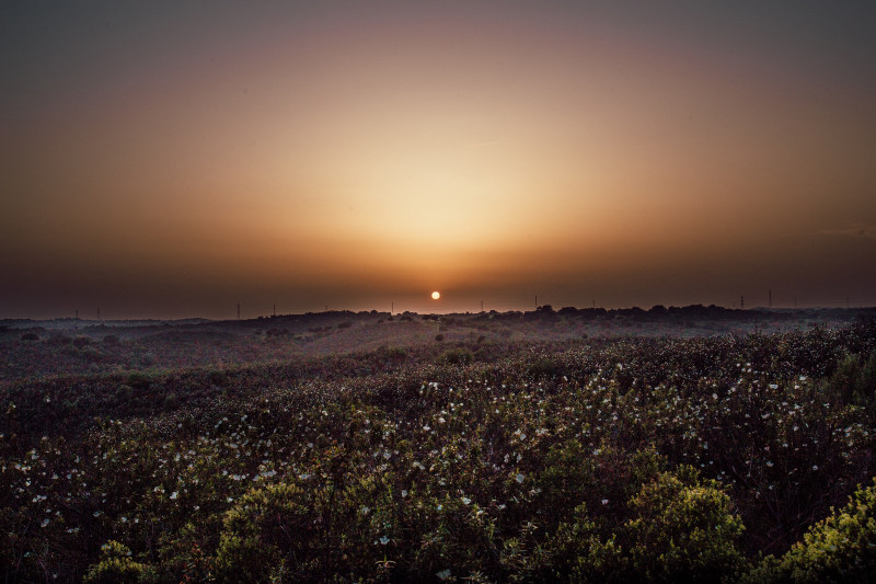 日落时的白花照片|乡村,云彩,傍晚,夕阳,夜空,天空,太阳,户外,日落,植物,田野,自然,花朵,金色的夕阳,风景,黄昏-海量高质量免版权图片素材-设计师素材-摄影图片-mitapix-美塔图像