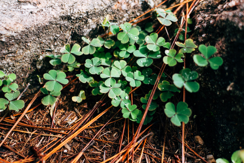 三叶草露珠叶|Patrick'sDay,Waterdrops,三叶草,叶子,圣,圣帕特里克节,植物,露珠-海量高质量免版权图片素材-设计师素材-摄影图片-mitapix-美塔图像