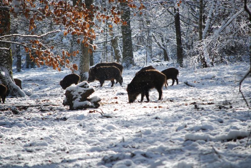 在树附近的雪上的野猪Boars on Snow Near Trees|cold,countryside,Daylight,environment,forest,freezing,frost,frosty,frosty weather,frozen,ice,icy,landscape,mammals,nature,outdoors,pigs,scene,scenic,Season,snow,snow capped,snowy,Trees,weather,wild animals,winter,winter landscape,woods,严寒,乡村,冬季,冬季景观,冰,冰冷,冰冻,哺乳动物,天气,季节,寒冷,寒冷的天气,户外,景区,景观,树木,树林,森林,猪,环境,现场,白天,白雪皑皑,自然,野生动物,雪,霜冻-海量高质量免版权图片素材-设计师素材-摄影图片-mitapix-美塔图像