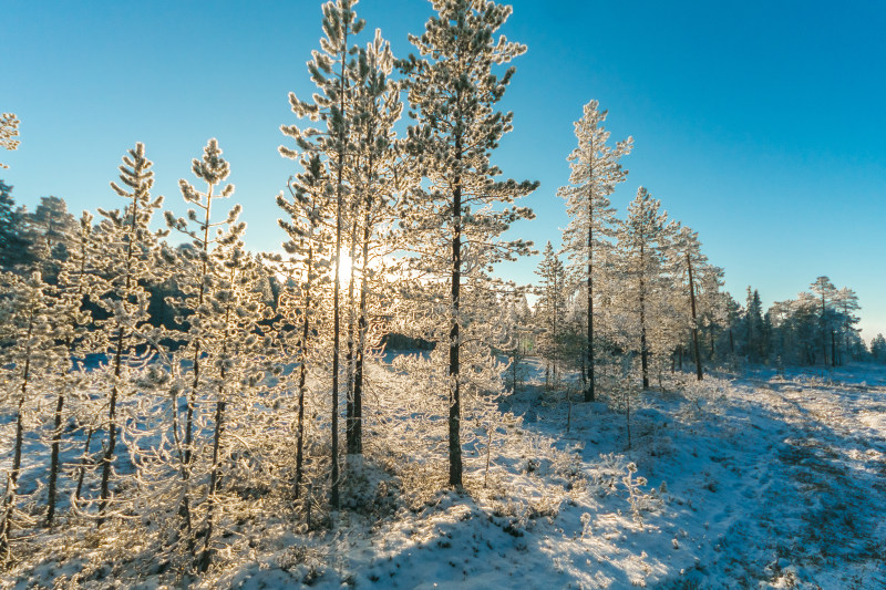 松树雪地|冬天,季节,寒冷,户外,户外挑战,树,环境,白天,自然,雪,雪覆盖,霜冻,风景-海量高质量免版权图片素材-设计师素材-摄影图片-mitapix-美塔图像