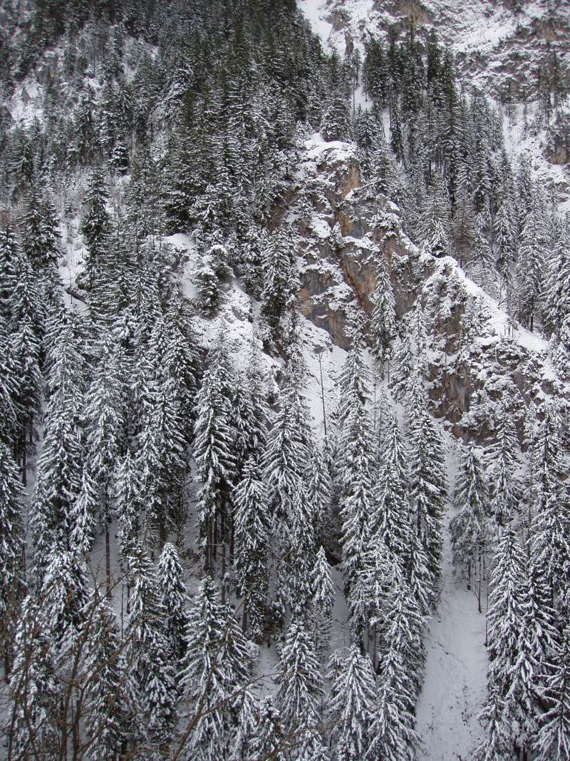 摄影的松柏覆盖着雪Photography of Conifers Covered with Snow|严寒的天气,冬天,冰,冰冷的,冷,冷杉树,冷淡的,冻,冻结,天气,季节,宁静的,山,景观,松树,树,森林,环境,田园,自然,雪,霜,风景优美的-海量高质量免版权图片素材-设计师素材-摄影图片-mitapix-美塔图像