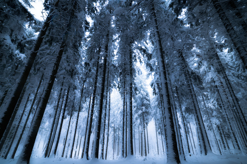 树与雪Trees With Snows|cold,environment,forest,frost,frosty,frozen,ice,icy,landscape,Light,nature,nature wallpaper,outdoors,Park,pine,scenic,Season,snow,snowy,Trees,weather,White,winter,wood,光,公园,冬季,冰,冰冷,冰冻,冷,冷淡,天气,季节,性质,户外,景区,景观,木,松树,树木,森林,环境,白色,自然壁纸,雪,霜-海量高质量免版权图片素材-设计师素材-摄影图片-mitapix-美塔图像