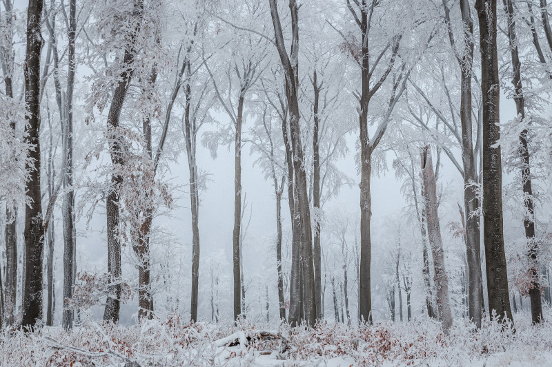 雪覆盖的树木Snow Covered Trees|冬天,冷,天气,季节,树,森林,雪,雾,霜,风景优美的-海量高质量免版权图片素材-设计师素材-摄影图片-mitapix-美塔图像